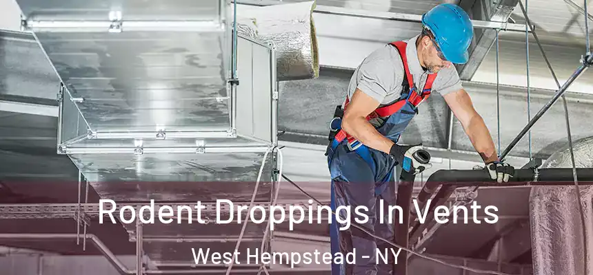Rodent Droppings In Vents West Hempstead - NY